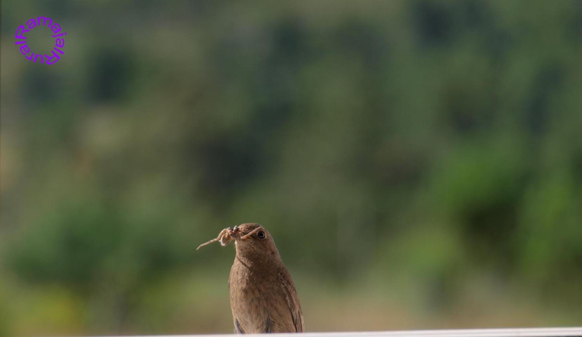 Ramajal Rural Guest House Horcajo  ภายนอก รูปภาพ